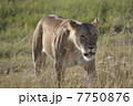 野生のメスライオン / Lioness in the wild 7750876