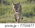 野生のメスライオン / Lioness in the wild 7750877