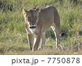 野生のメスライオン / Lioness in the wild 7750878