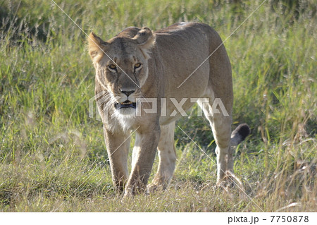 野生のメスライオン / Lioness in the wild 野生のメスライオン / Lioness in the wild 7750878