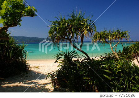 奄美大島の自然 7751036