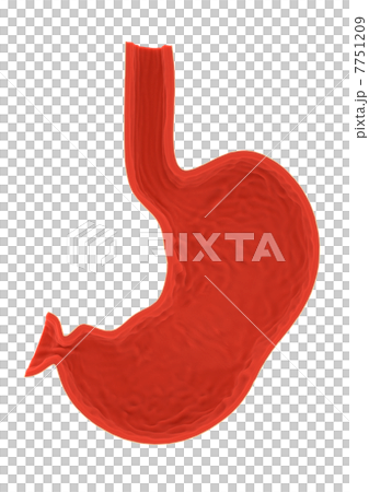 胃部分3D白色後面 7751209