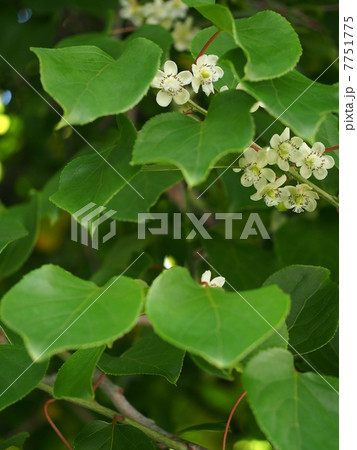 サルナシ コクワ の花の写真素材