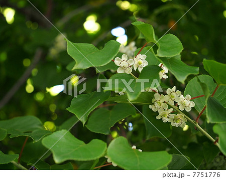 サルナシ(コクワ)の花 サルナシ(コクワ)の花 7751776