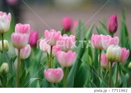 チューリップ 7751962
