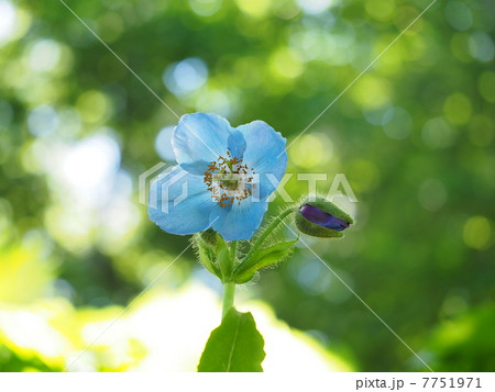 ヒマラヤの青いケシ(メコノプシス) ヒマラヤの青いケシ(メコノプシス) 7751971