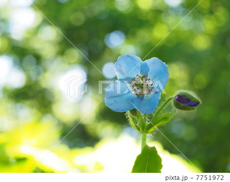 ヒマラヤの青いケシ（メコノプシス） 7751972