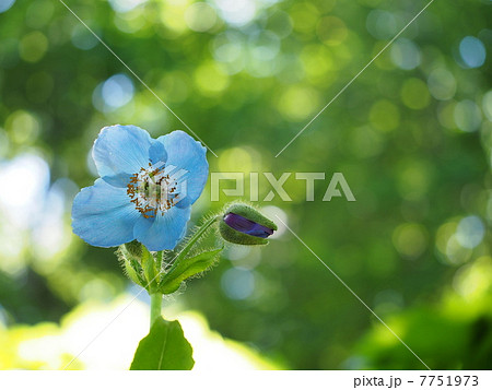 ヒマラヤの青いケシ(メコノプシス) ヒマラヤの青いケシ(メコノプシス) 7751973