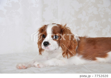 キャバリア 7752020