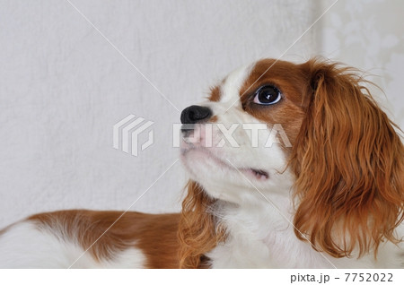 キャバリア キャバリア 7752022