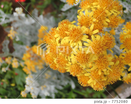 白妙菊 白妙菊 7752080