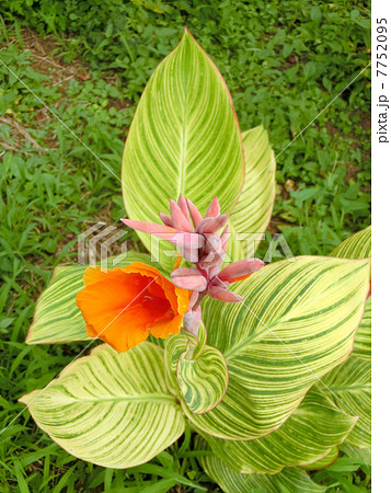 葉の縞模様も美しいカンナの花 7752095