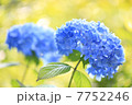 あじさい(水色) 7752246