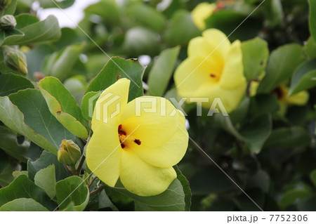 はまぼうの花 はまぼうの花 7752306