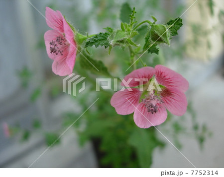 サンレモクィーン　　 7752314