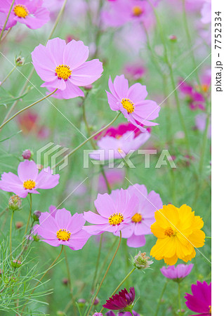 秋桜 7752334
