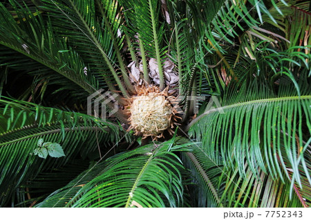 ソテツの実 ソテツの実 7752343