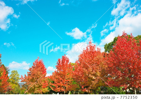 紅葉 紅葉 7752350