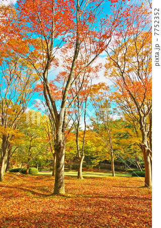 紅葉 7752352