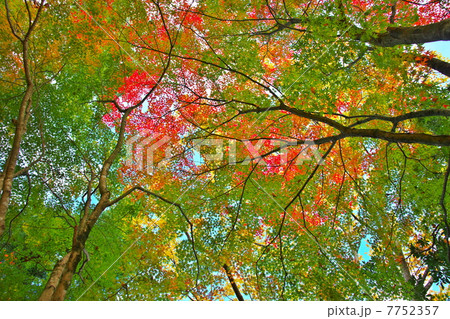 紅葉 紅葉 7752357