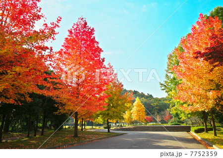 紅葉 紅葉 7752359