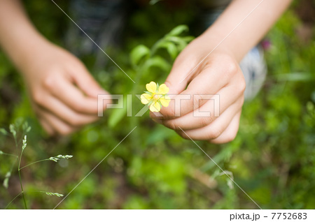 花を摘む子供の手の写真素材