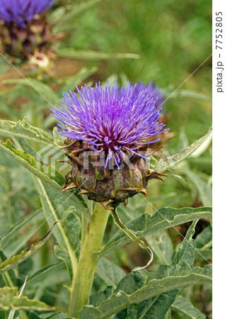 アーティチョークの花 7752805