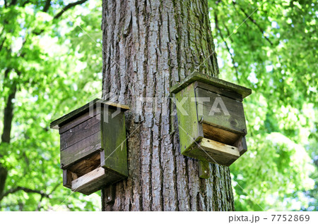 birdhouse 7752869