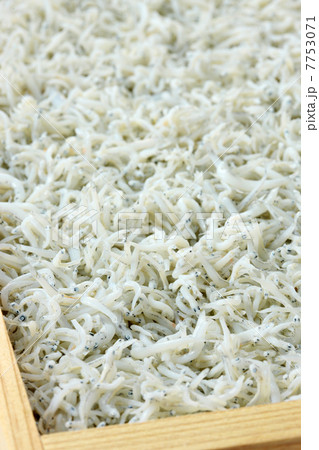 しらすの釜揚げ 7753071