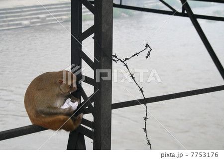 ネパールのカトマンズのパシュパティナート寺院の猿 ネパールのカトマンズのパシュパティナート寺院の猿 7753176