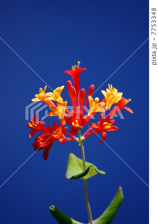 突抜忍冬 ツキヌキニンドウと申します。 突抜忍冬 ツキヌキニンドウと申します。 7753348