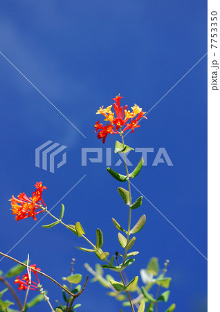 突抜忍冬 ツキヌキニンドウと申します。 突抜忍冬 ツキヌキニンドウと申します。 7753350