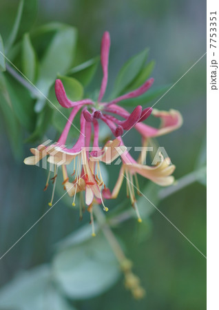 突抜忍冬　ツキヌキニンドウと申します。 7753351