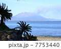 錦江湾から見える桜島とソテツ 7753440