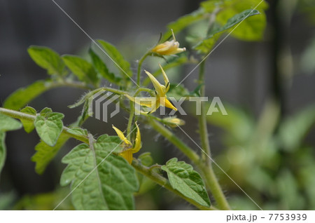 ミニトマトの花 ミニトマトの花 7753939