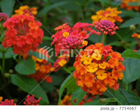 ランタナ 7754067