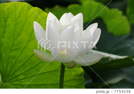 清楚に咲くレンコン畑のハスの花 7754238