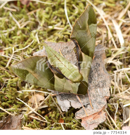 ウンモンスズメ 7754334