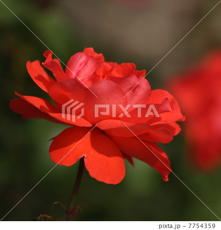 スカーレット・クイーンエリザベス 7754359