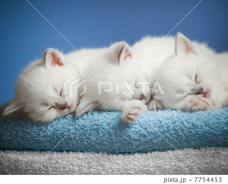 Three sleeping kittens on towel Three sleeping kittens on towel 7754453