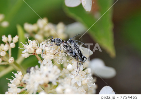 シロトラカミキリの交尾 シロトラカミキリの交尾 7754465