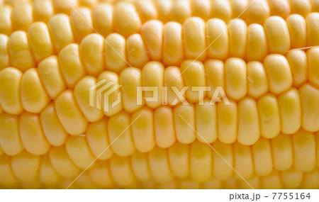 トウモロコシ 7755164
