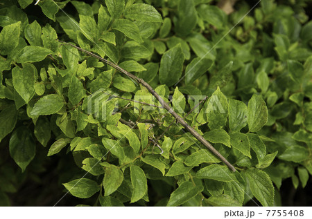 ナナフシ2 7755408