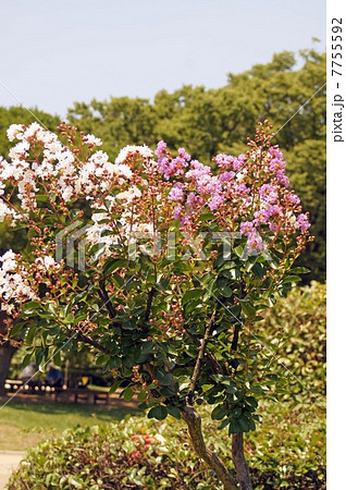 一本の木に二色の花を付けた百日紅 7755592
