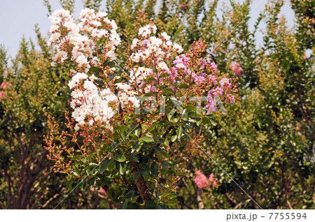 一本の木に二色の花を付けた百日紅の写真素材 一本の木に二色の花を付けた百日紅の写真素材