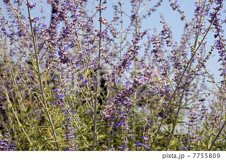 ロシアンセージの花 7755809