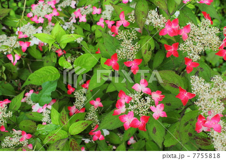 ヤマアジサイ 7755818