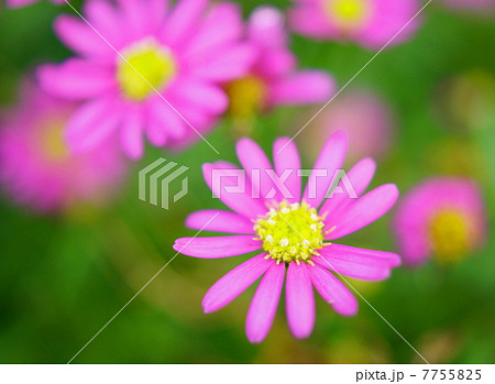 ブラキカム　マジェンタピンク　花言葉：優美　Brachycome 7755825