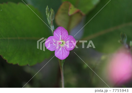 可愛いピンクの花 ― ユウゲショウ 可愛いピンクの花 ― ユウゲショウ 7755943
