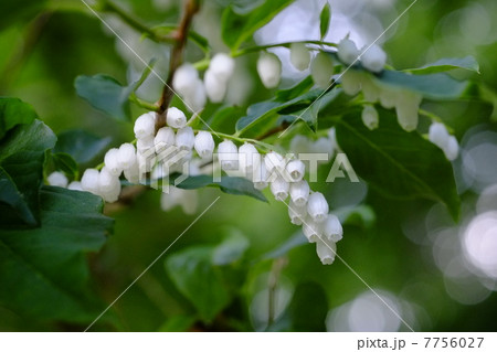 ネジキの花 ネジキの花 7756027